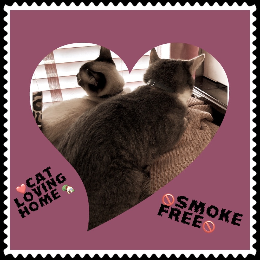 Cat 🐈 Loving home , ABSOLUTELY 🚫SMOKE FREE !